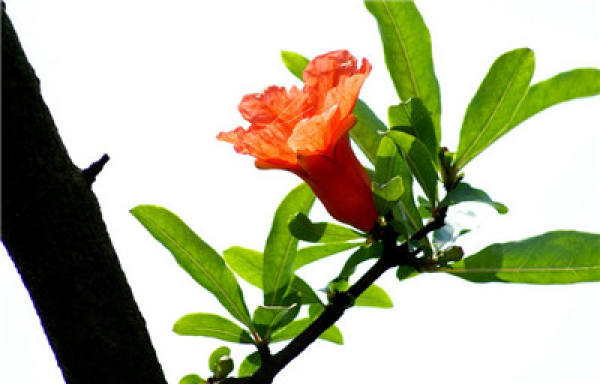 The second way for pomegranate to blossom more: fertilization