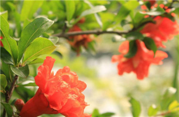 method 2 of pomegranate flowering: fertilization