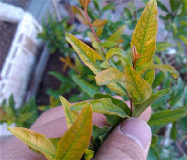Why do pomegranate flower leaves turn yellow The Plant Aide