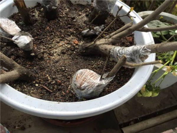 Grafting method of pomegranate