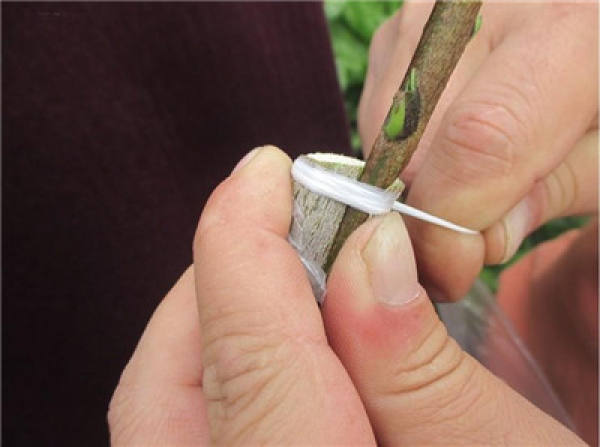 grafting method of pomegranate