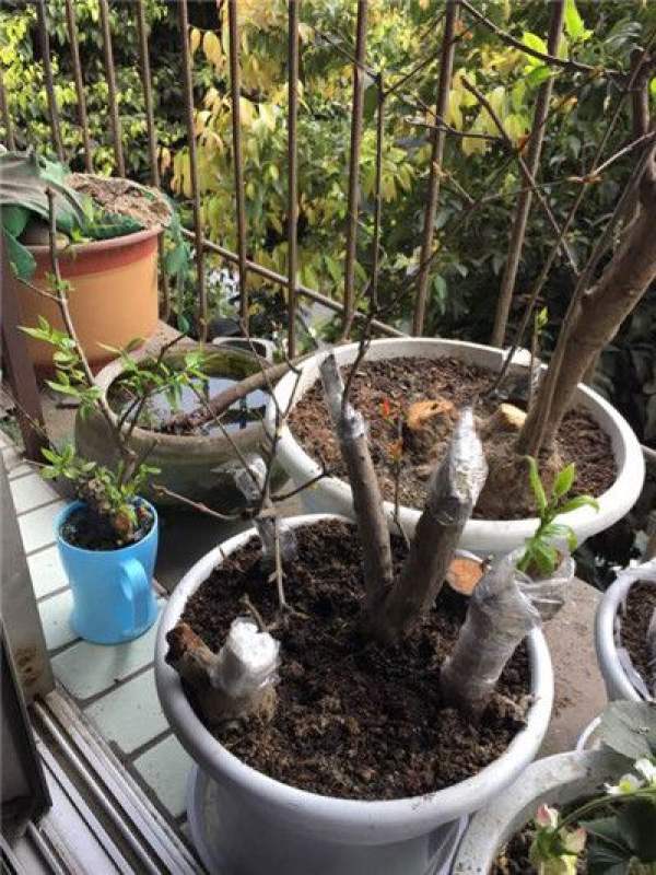 grafting method of pomegranate