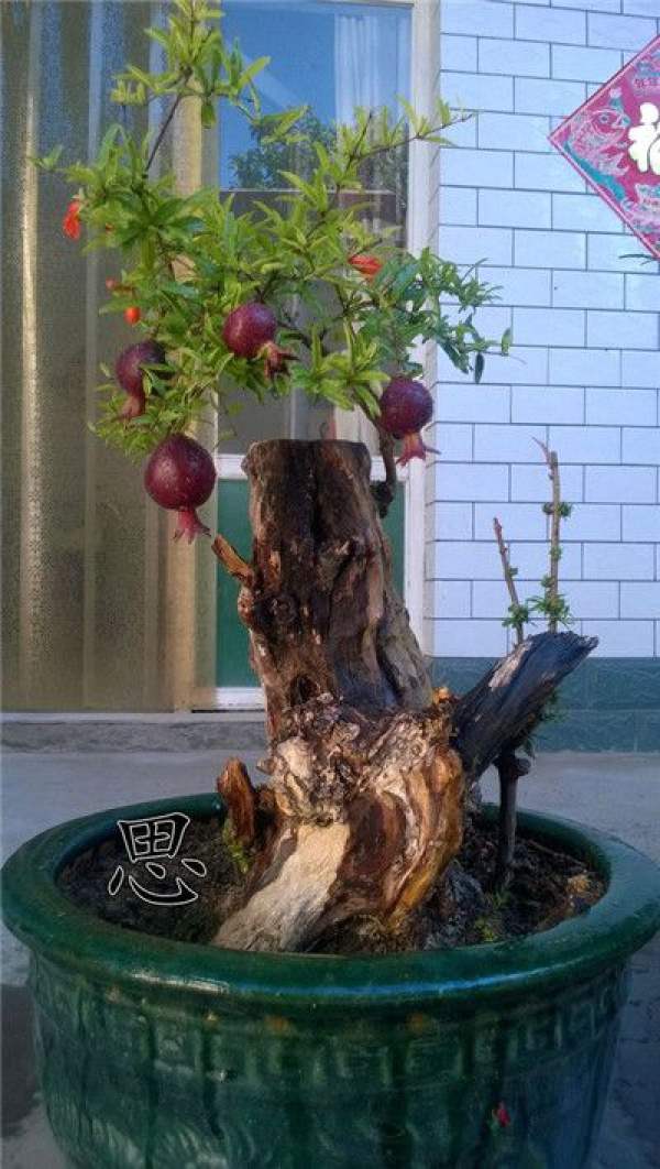 grafting method of pomegranate