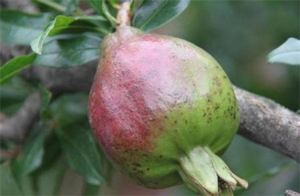 Flower dry rot of pomegranate
