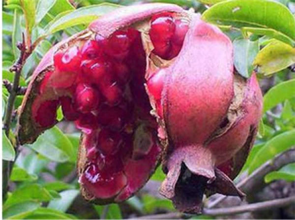 Flower dry rot of pomegranate