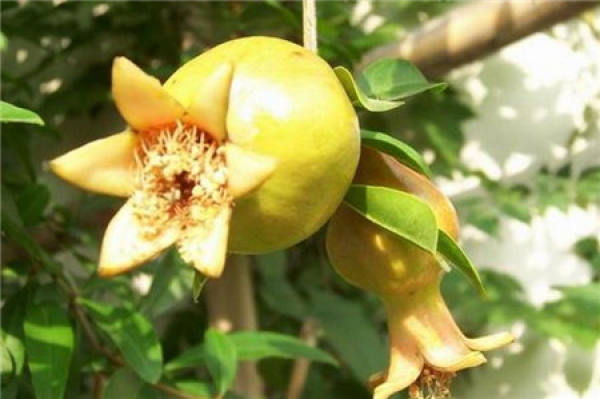 pomegranate flower dry rot