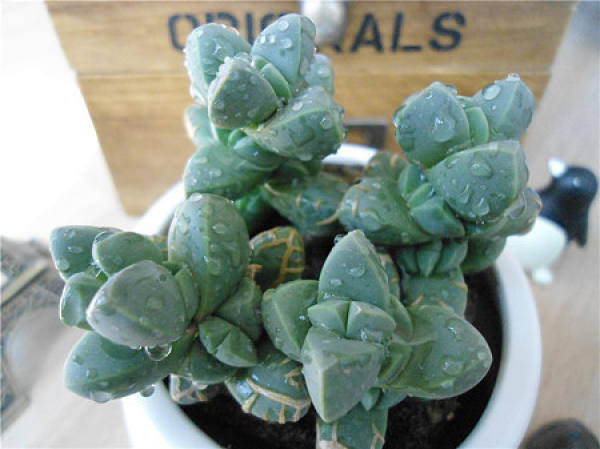 Temperature requirement of Begonia japonica