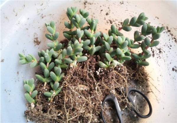 Cutting method of Chinese flowering crabapple