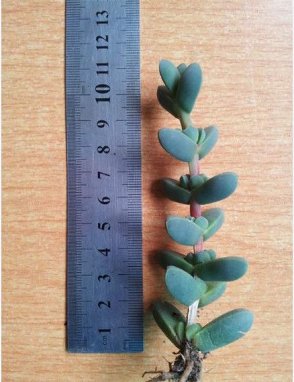 Cutting method of Chinese flowering crabapple