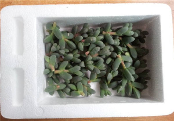 Cutting method of Chinese flowering crabapple