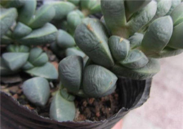 The reason why the leaves of Begonia crinkle: lack of water