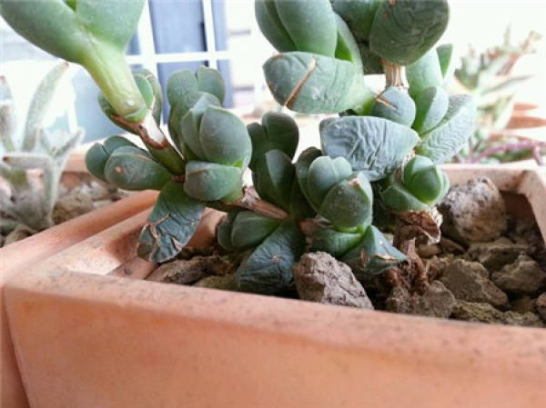 The reason why the leaves of Begonia crinkle: lack of water