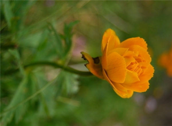 Natural Florescence of Calendula officinalis