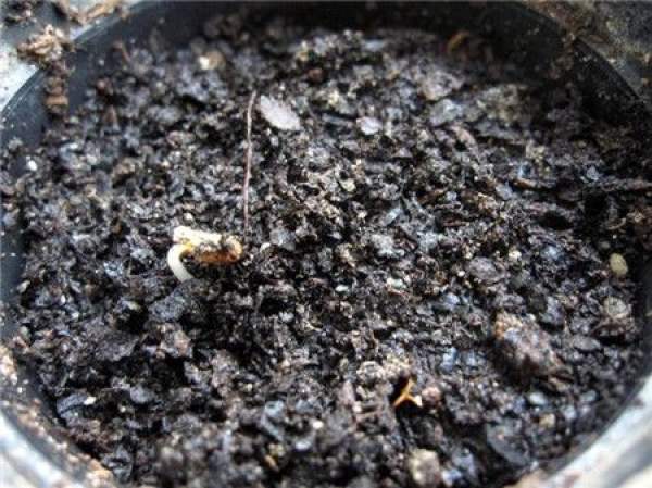Sowing time of calendula