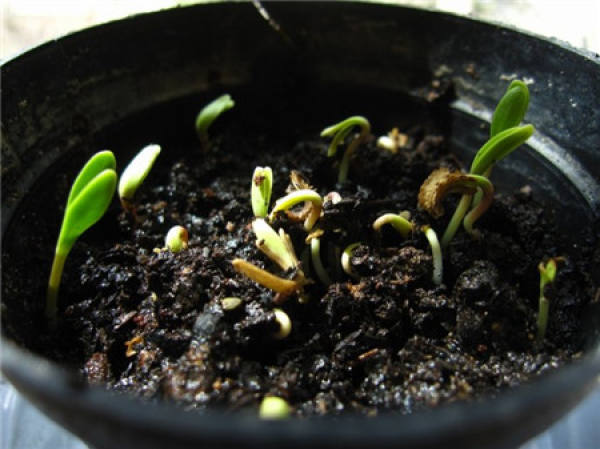 Sowing time of calendula
