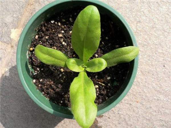 planting time of Calendula