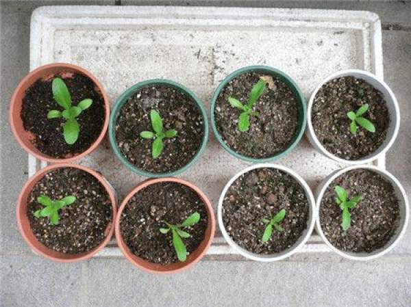 planting time of Calendula