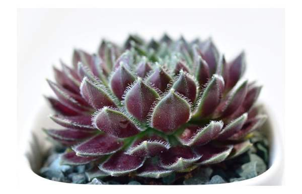 Potted succulent purple peony