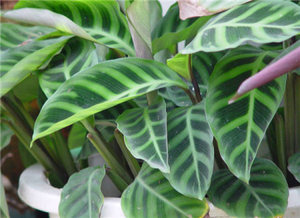 Velvet arrowroot pictures