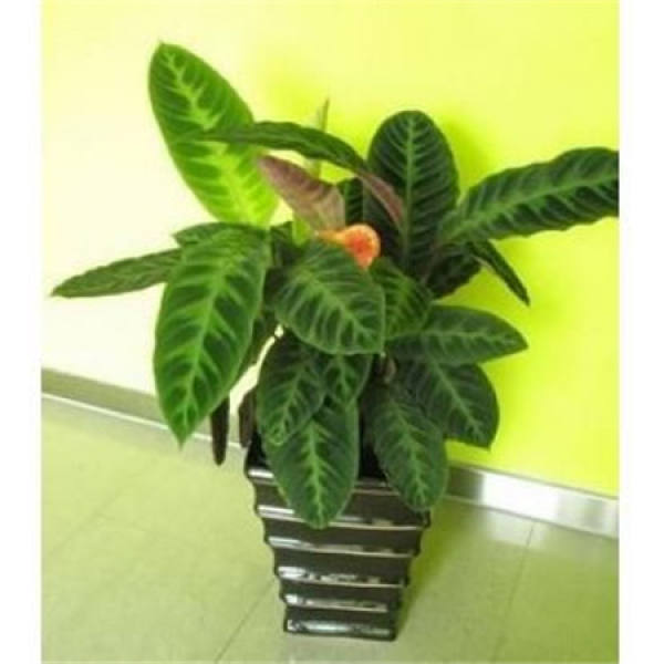 picture of velvet and taro