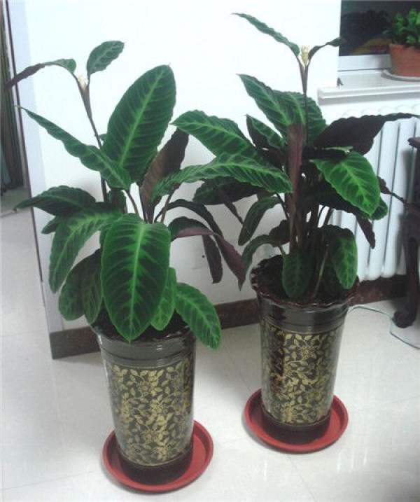 picture of velvet and taro