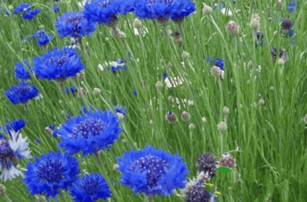 cornflower Sclerotinia