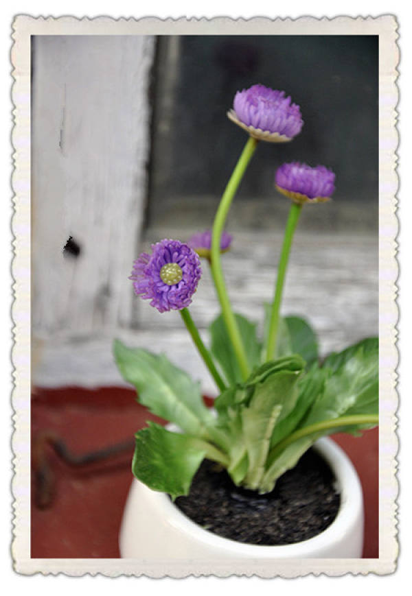 beautiful cornflower