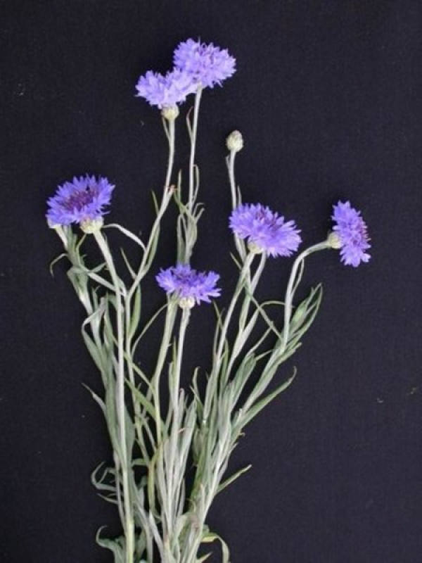 beautiful cornflower