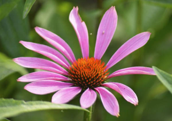 cornflower in the sun