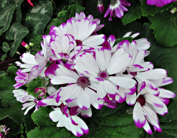 pink and white guayeju