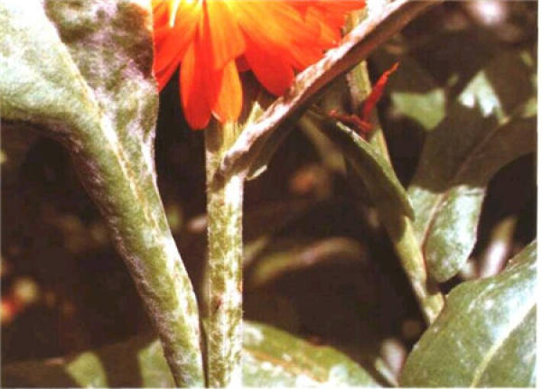 Calendula powdery mildew
