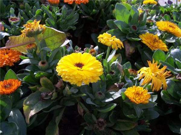 Calendula powdery mildew