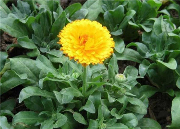 Calendula powdery mildew