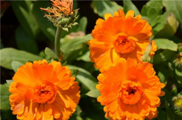 Calendula leafy approach: cover a little thicker.