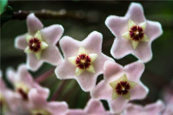 Watering time of Hoya