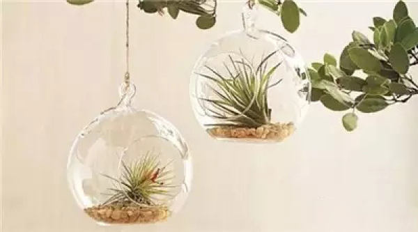 Air Pineapple Introduction