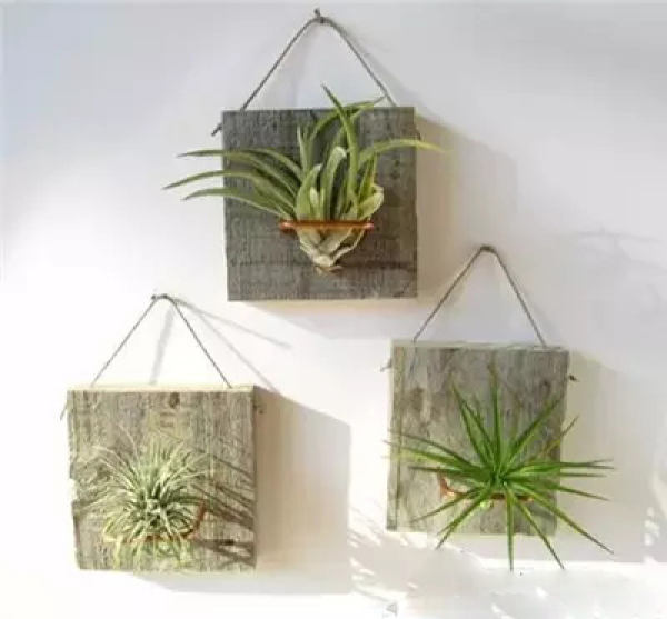 Air Pineapple Introduction