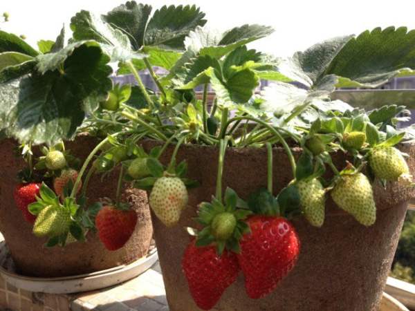 Soil Selection for Potted Strawberry