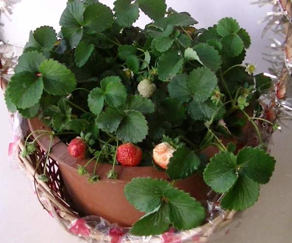 potted strawberry soil selection
