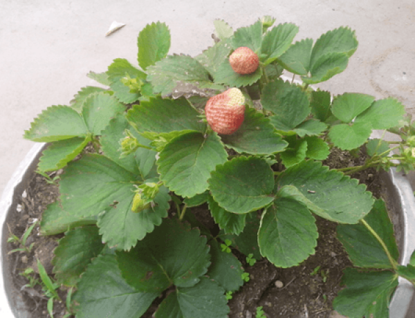 potted strawberry soil selection