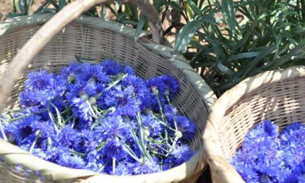 medicinal cornflower