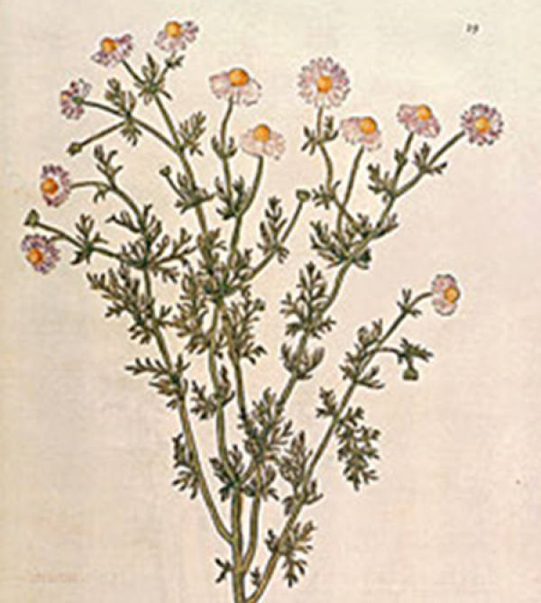 medicinal cornflower