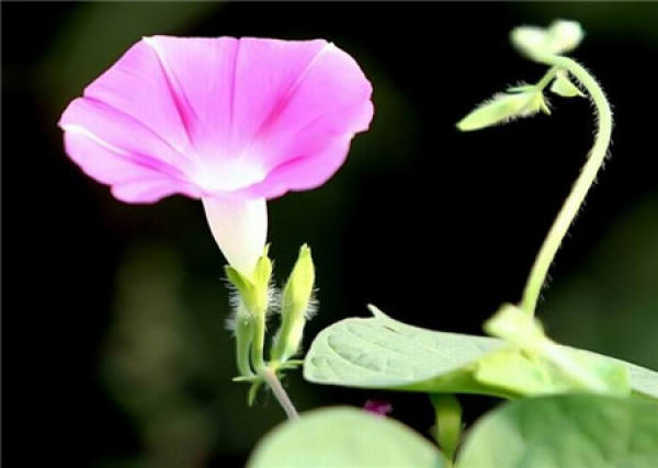 Morning Glory