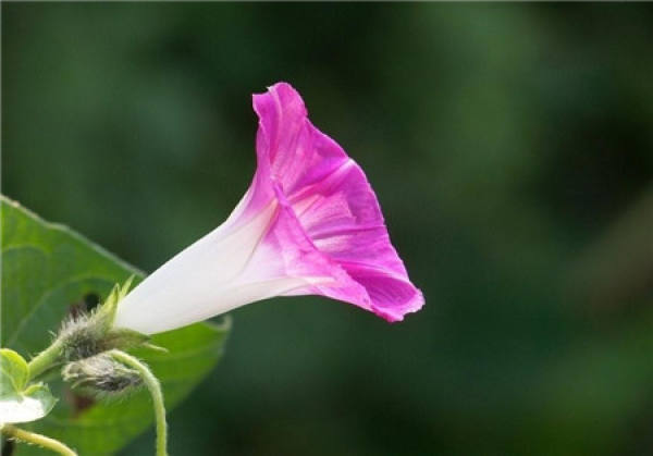 morning glory