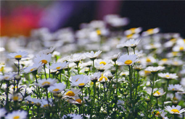 Cultivation method of white chrysanthemum