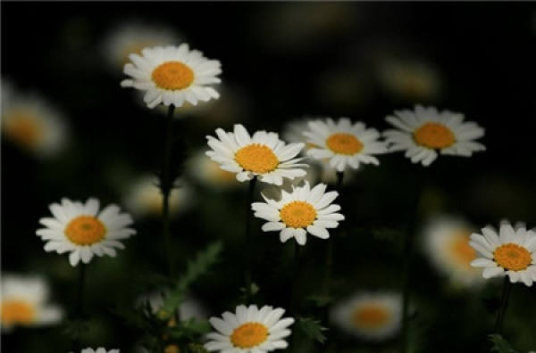 Cultivation method of white chrysanthemum