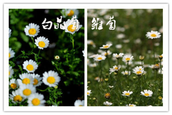 The Difference Between Chrysanthemum and Daisy