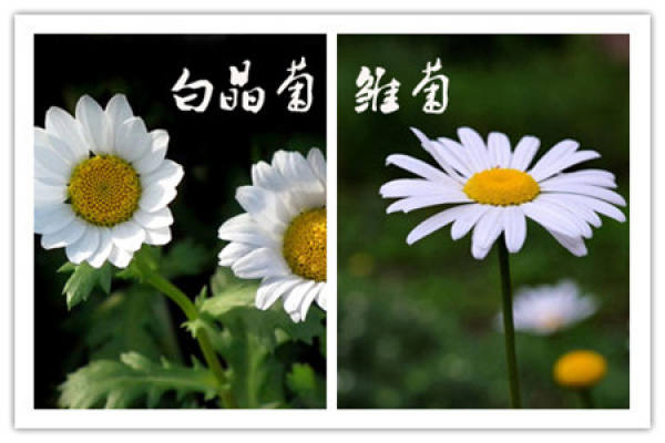 The Difference Between Chrysanthemum and Daisy