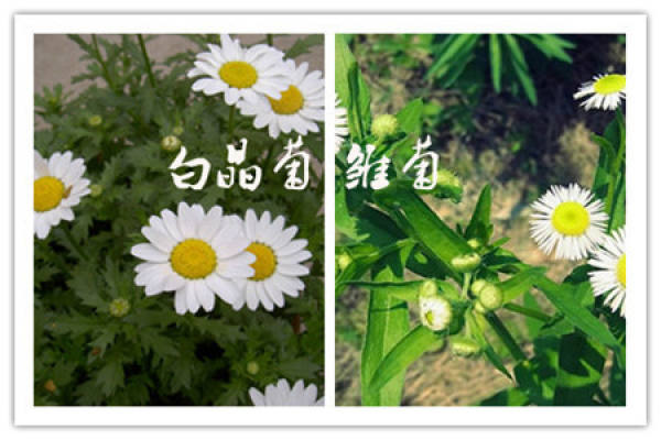 The Difference Between Chrysanthemum and Daisy