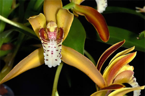 Myripristis maculata